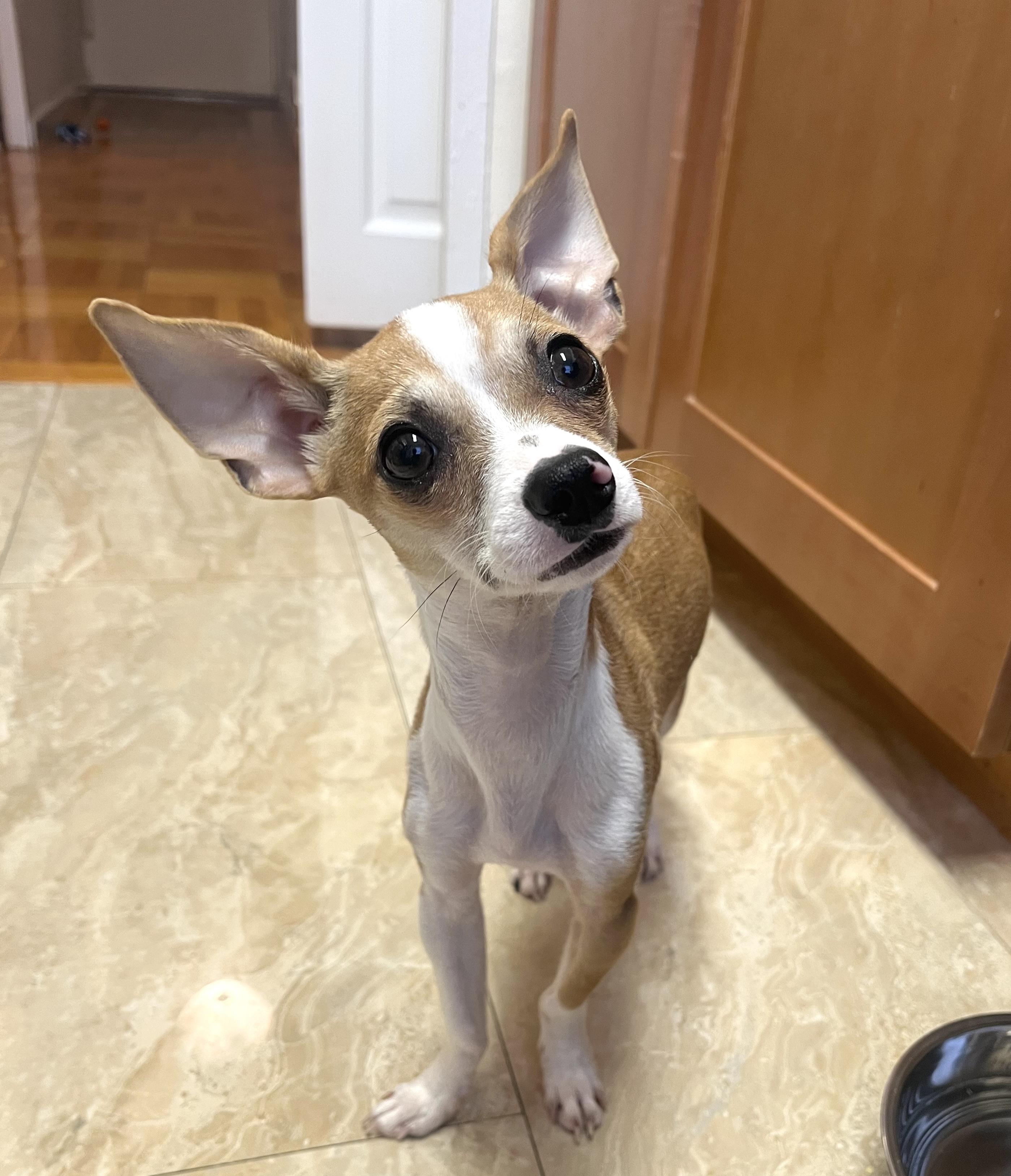 Enlarge Henry, a Adoptable mixed breed in Brooklyn, NY image 2/4