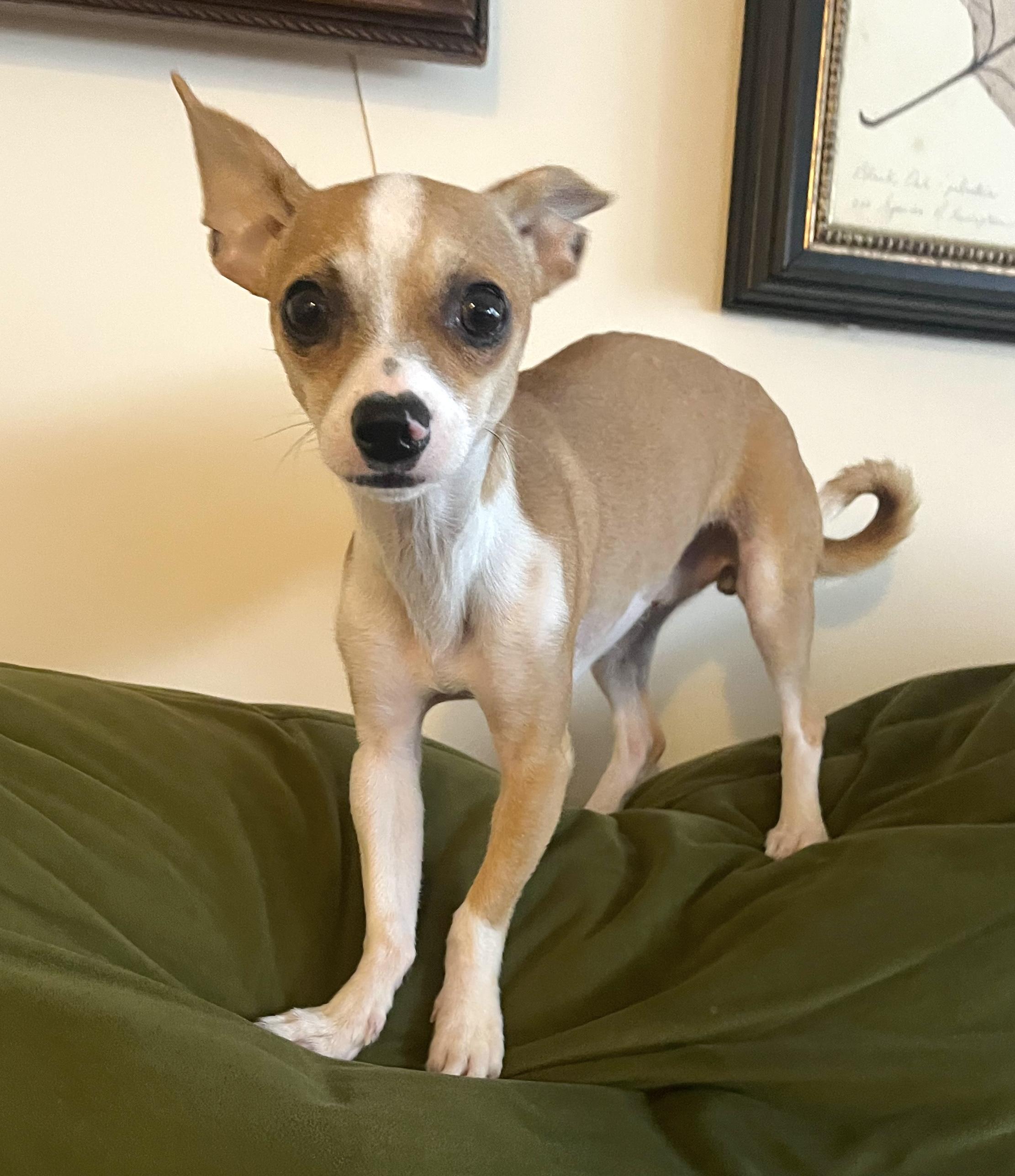 Enlarge Henry, a Adoptable mixed breed in Brooklyn, NY image 3/4