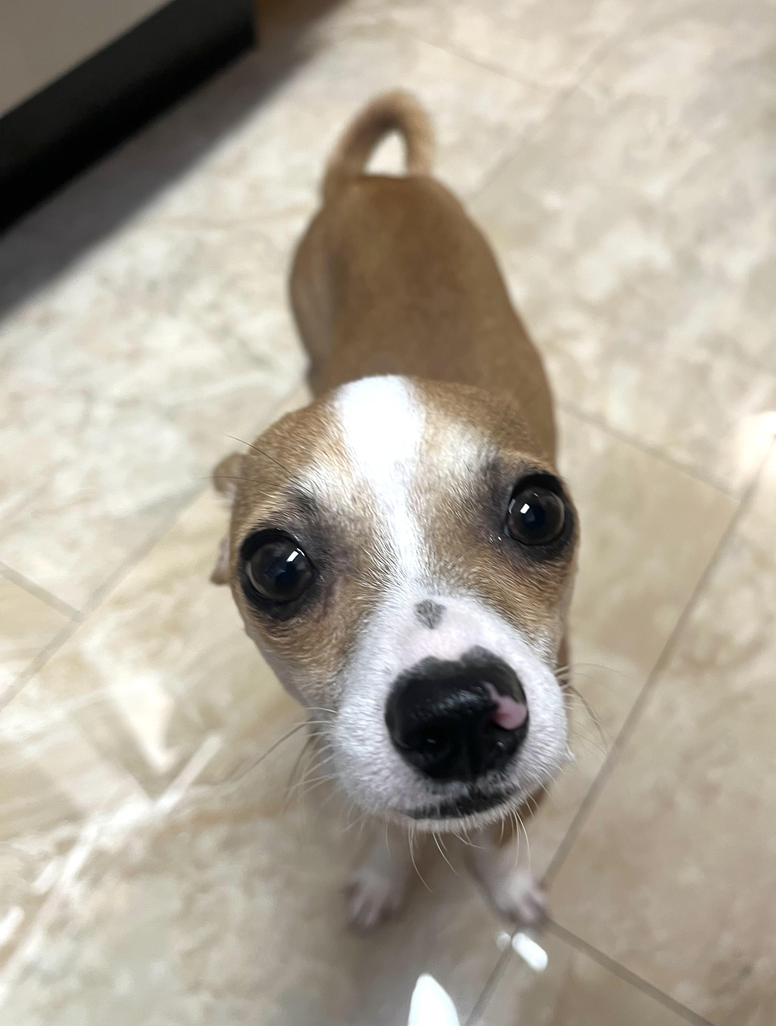 Enlarge Henry, a Adoptable mixed breed in Brooklyn, NY image 4/4