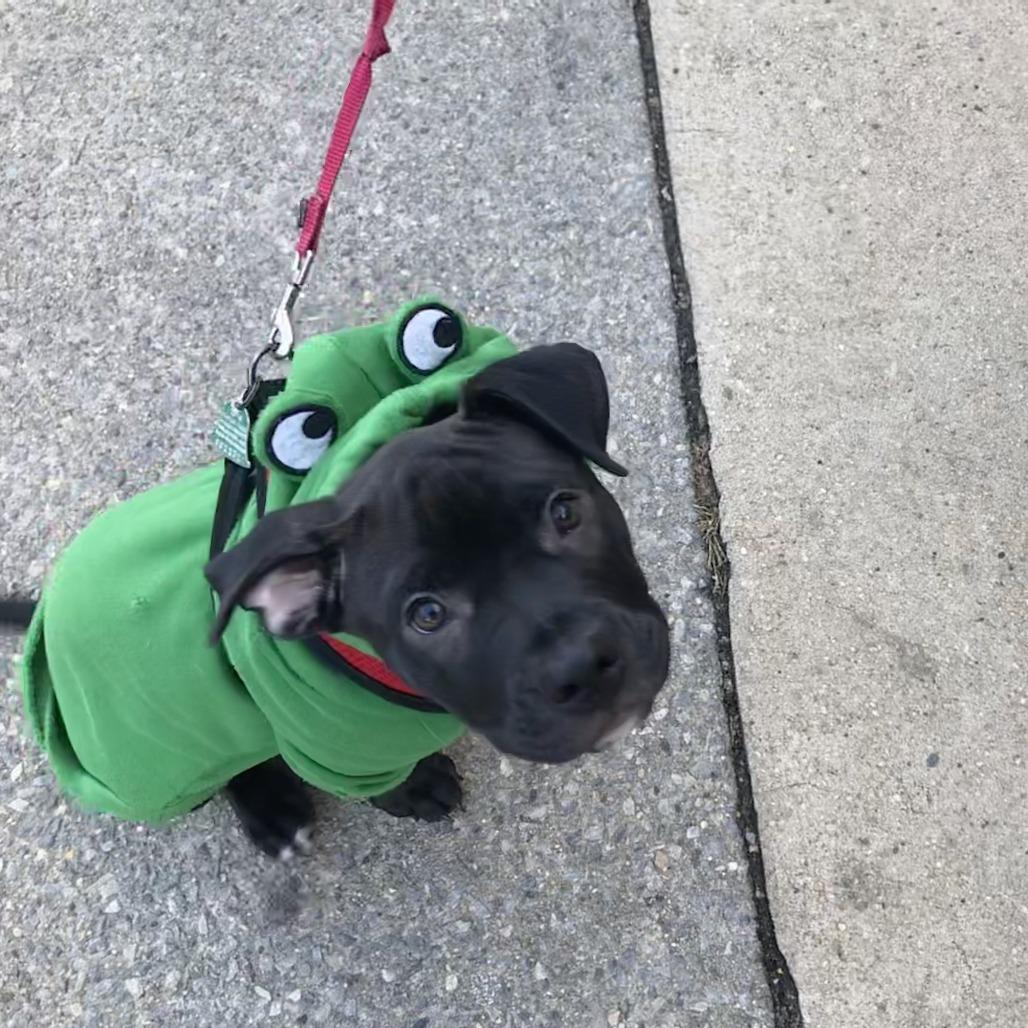 Etouffee, Adoptable, Puppy Male Retriever.