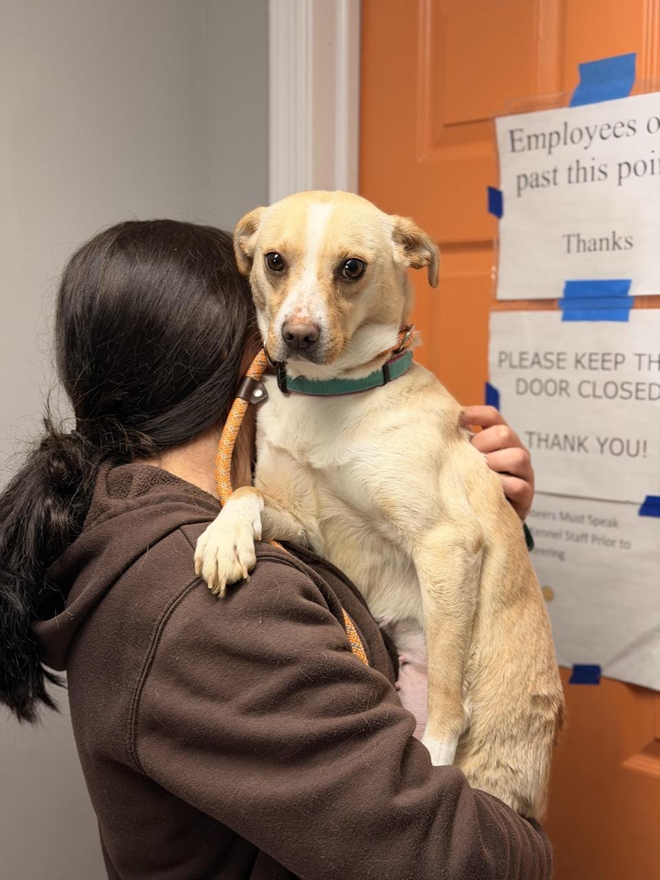 Splenda, a ADOPTABLE mixed breed in Sparta, NJ image 1/5