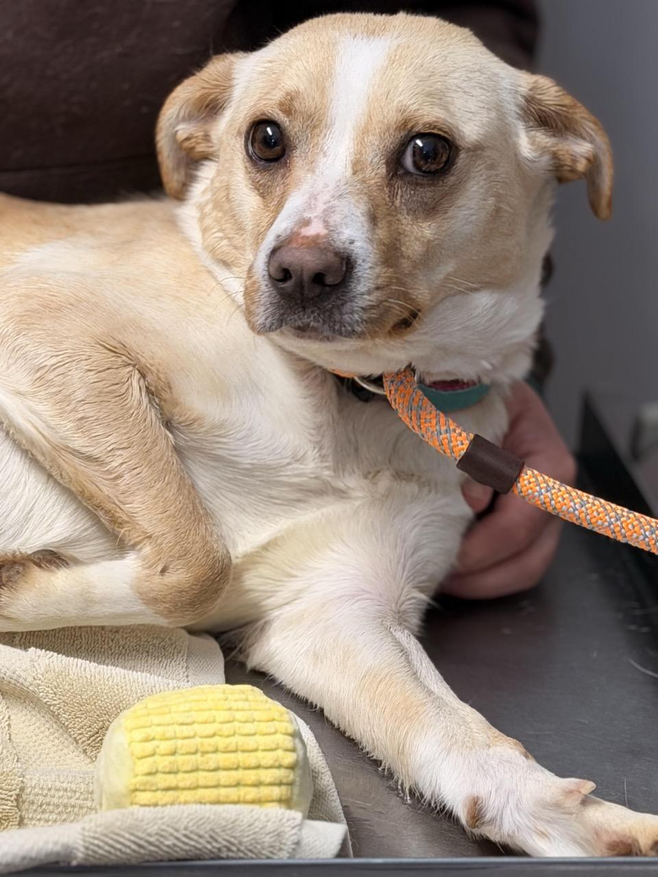 Splenda, a ADOPTABLE mixed breed in Sparta, NJ image 2/5