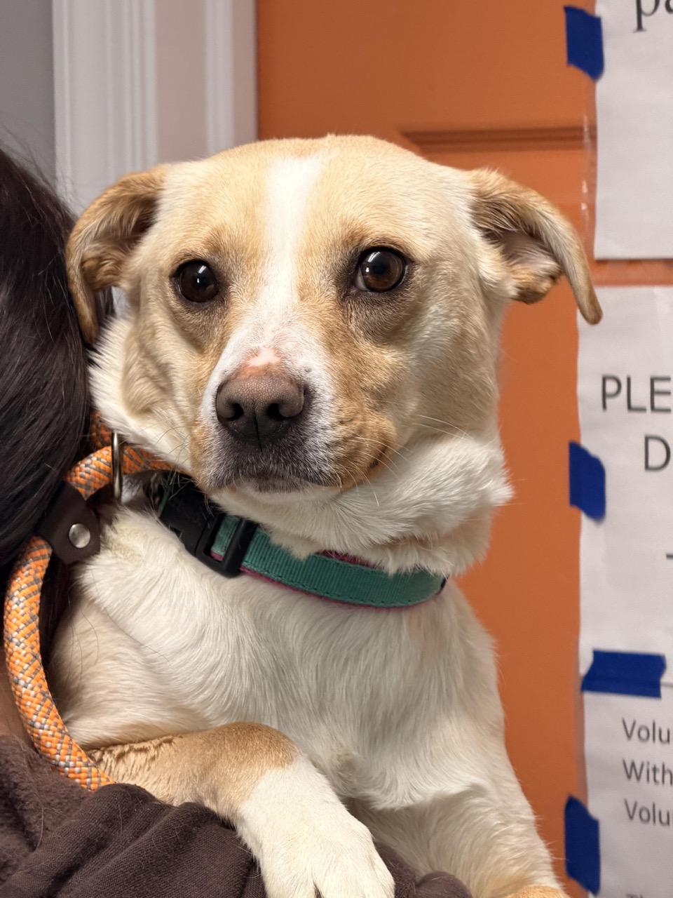 Splenda, a ADOPTABLE mixed breed in Sparta, NJ image 5/5