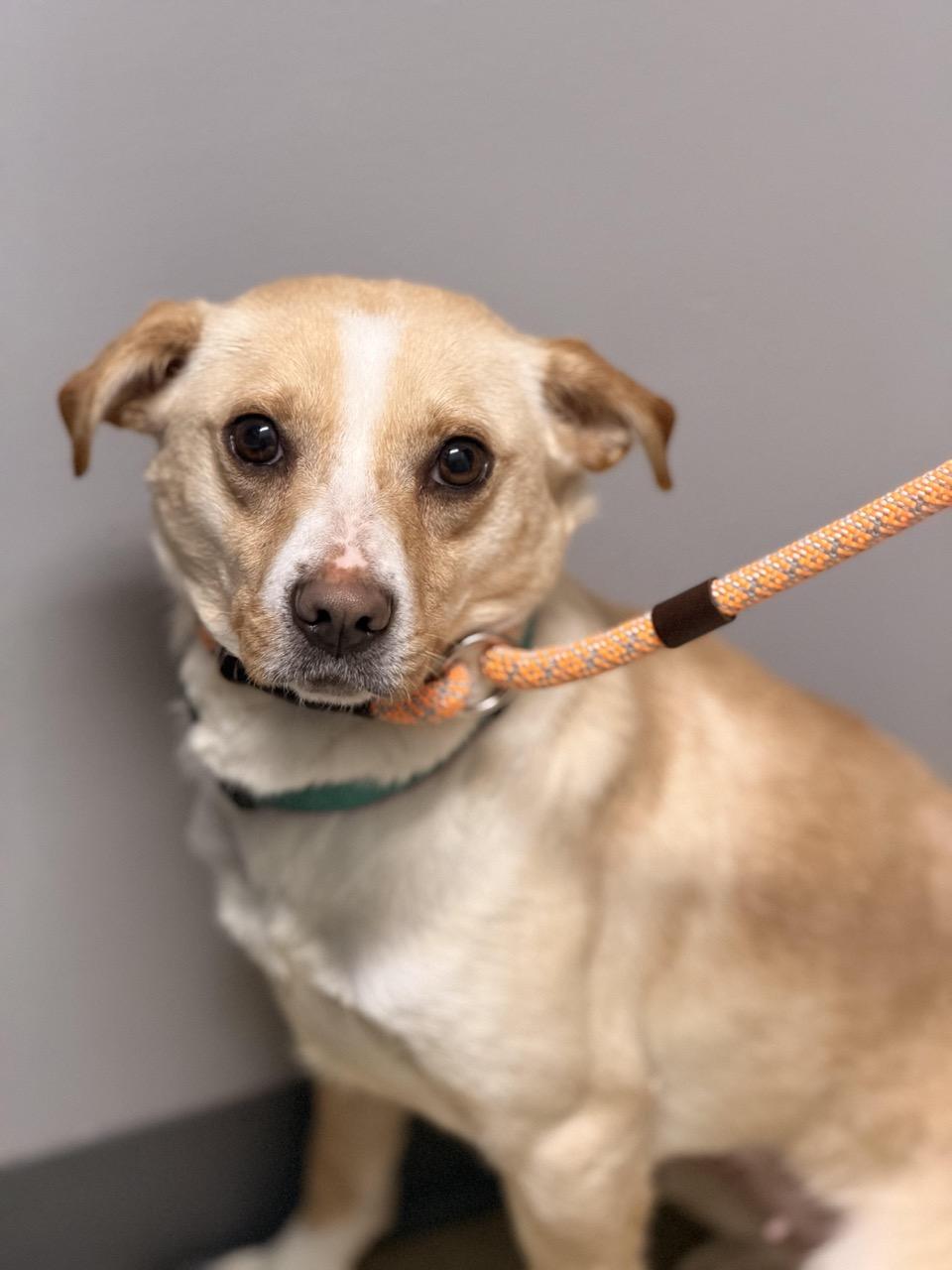 Splenda, a ADOPTABLE mixed breed in Sparta, NJ image 3/5