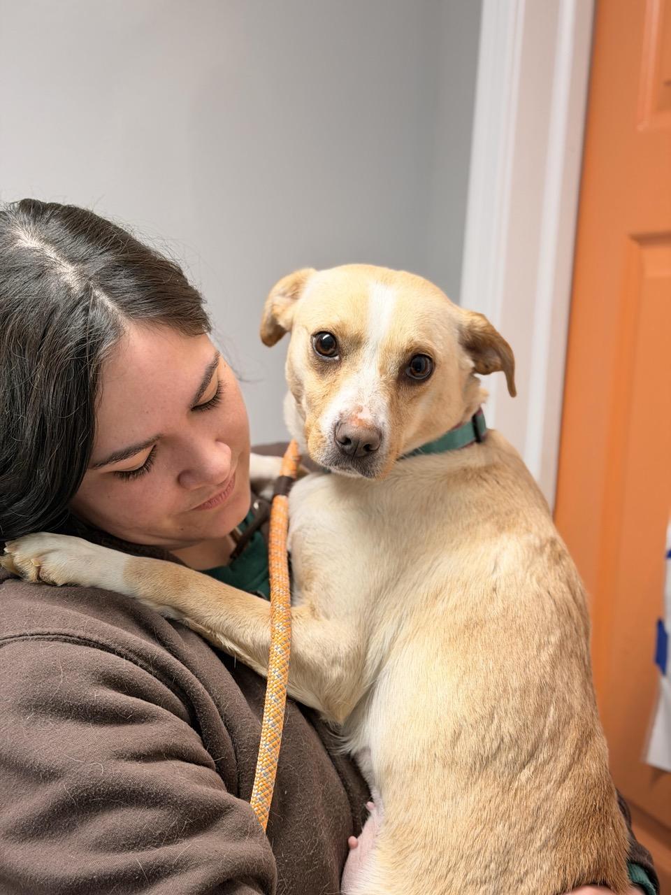 Splenda, a ADOPTABLE mixed breed in Sparta, NJ image 4/5