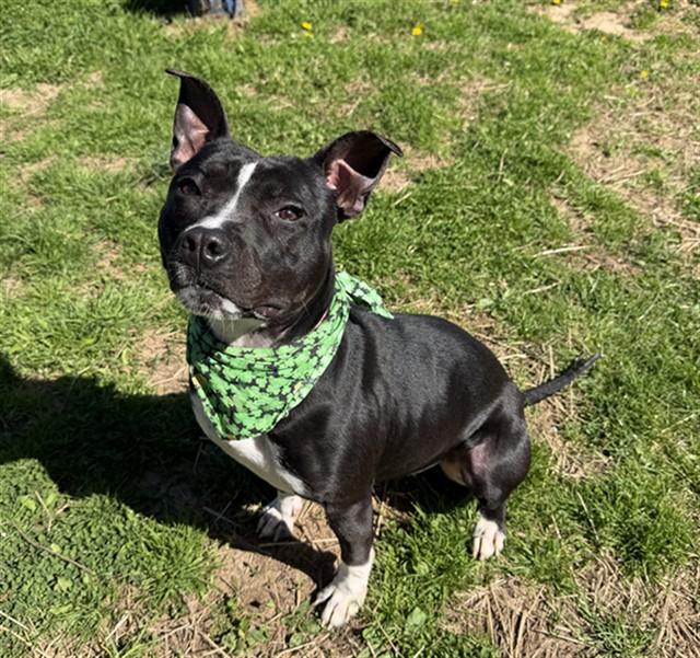 PENNY, Adoptable, Young Female Patterdale Terrier / Fell Terrier & Mixed Breed.