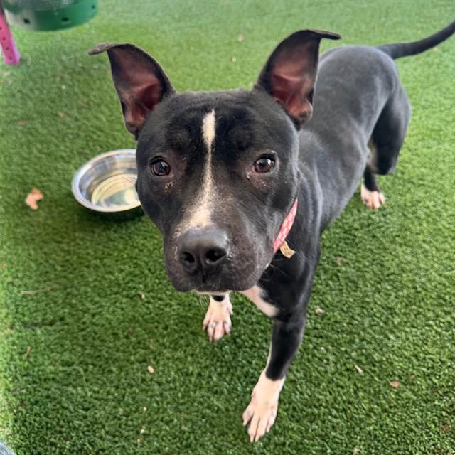 Enlarge PENNY, a Adoptable mixed breed in Murfreesboro, TN image 1/1