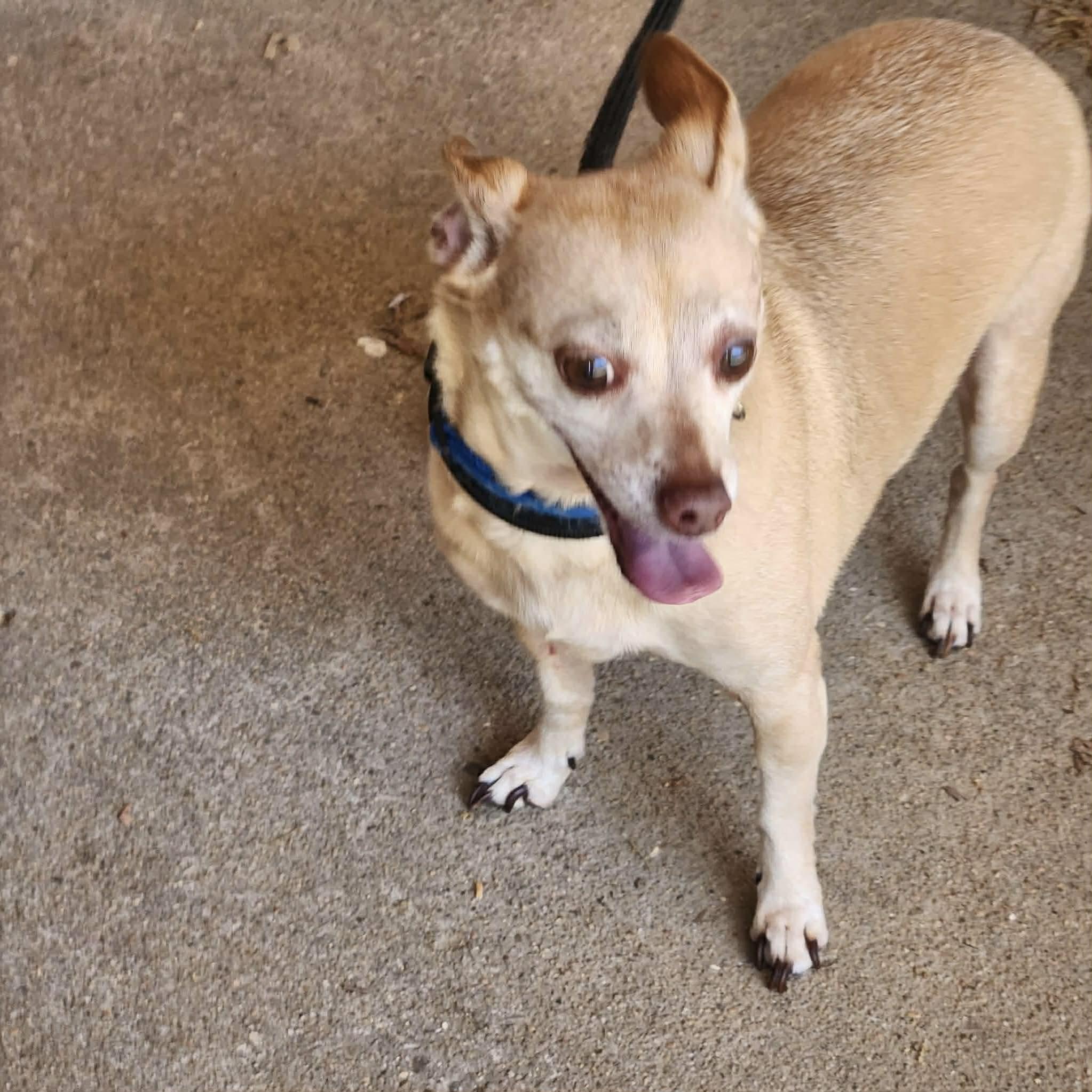 Enlarge Millie, a ADOPTABLE mixed breed in Boulder, CO image 3/3