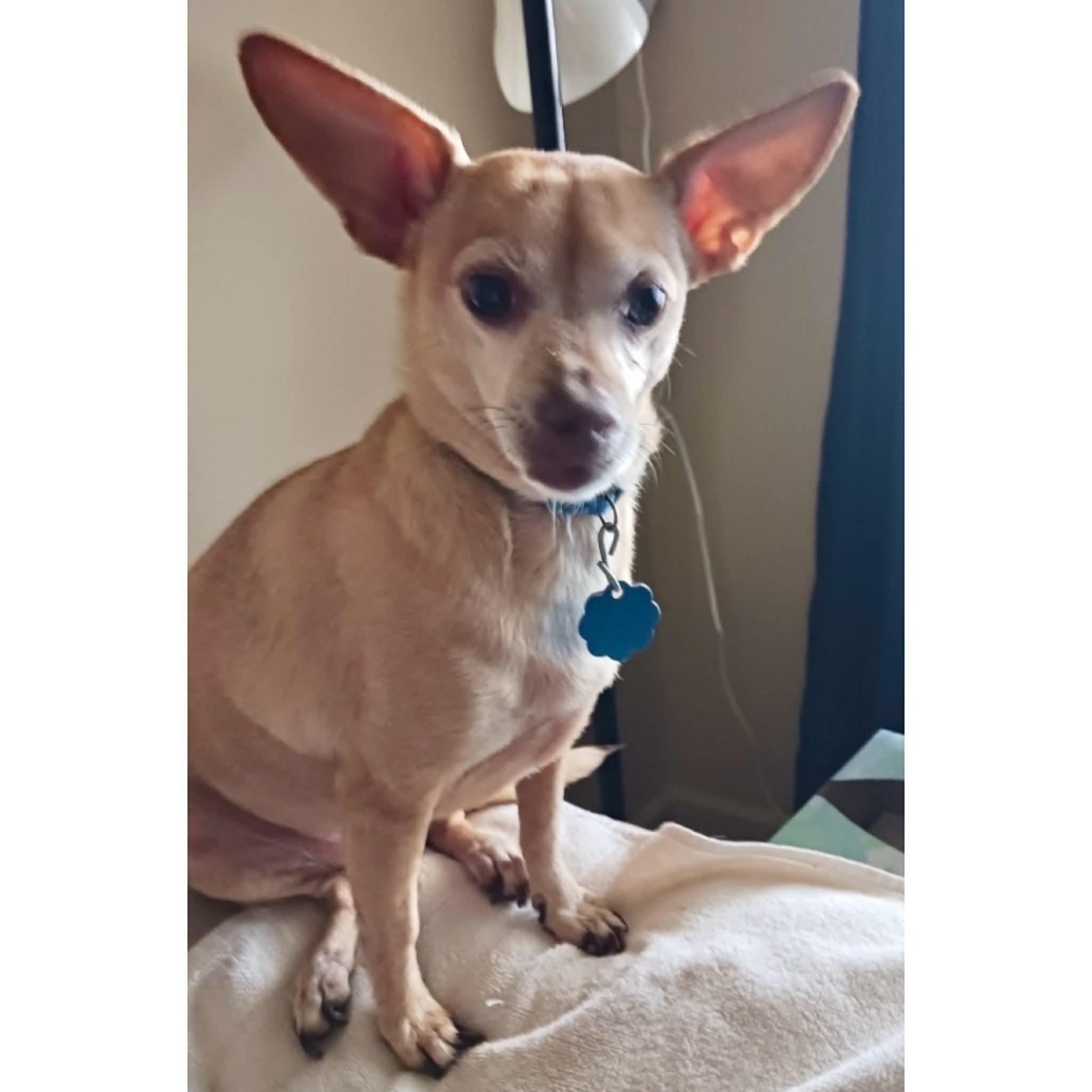 Enlarge Millie, a ADOPTABLE mixed breed in Boulder, CO image 2/3