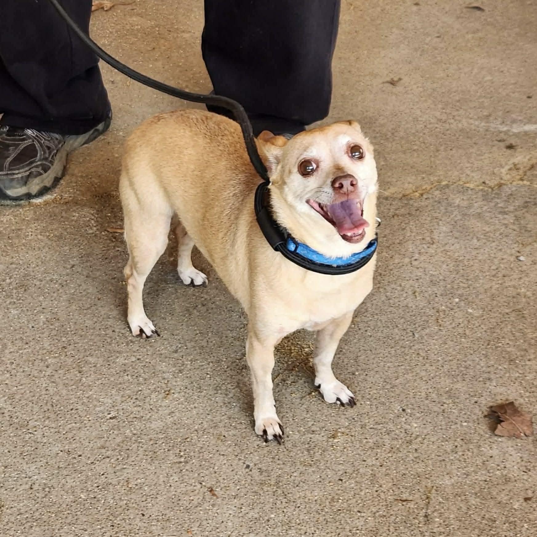 Millie, ADOPTABLE, Young Female Chihuahua.