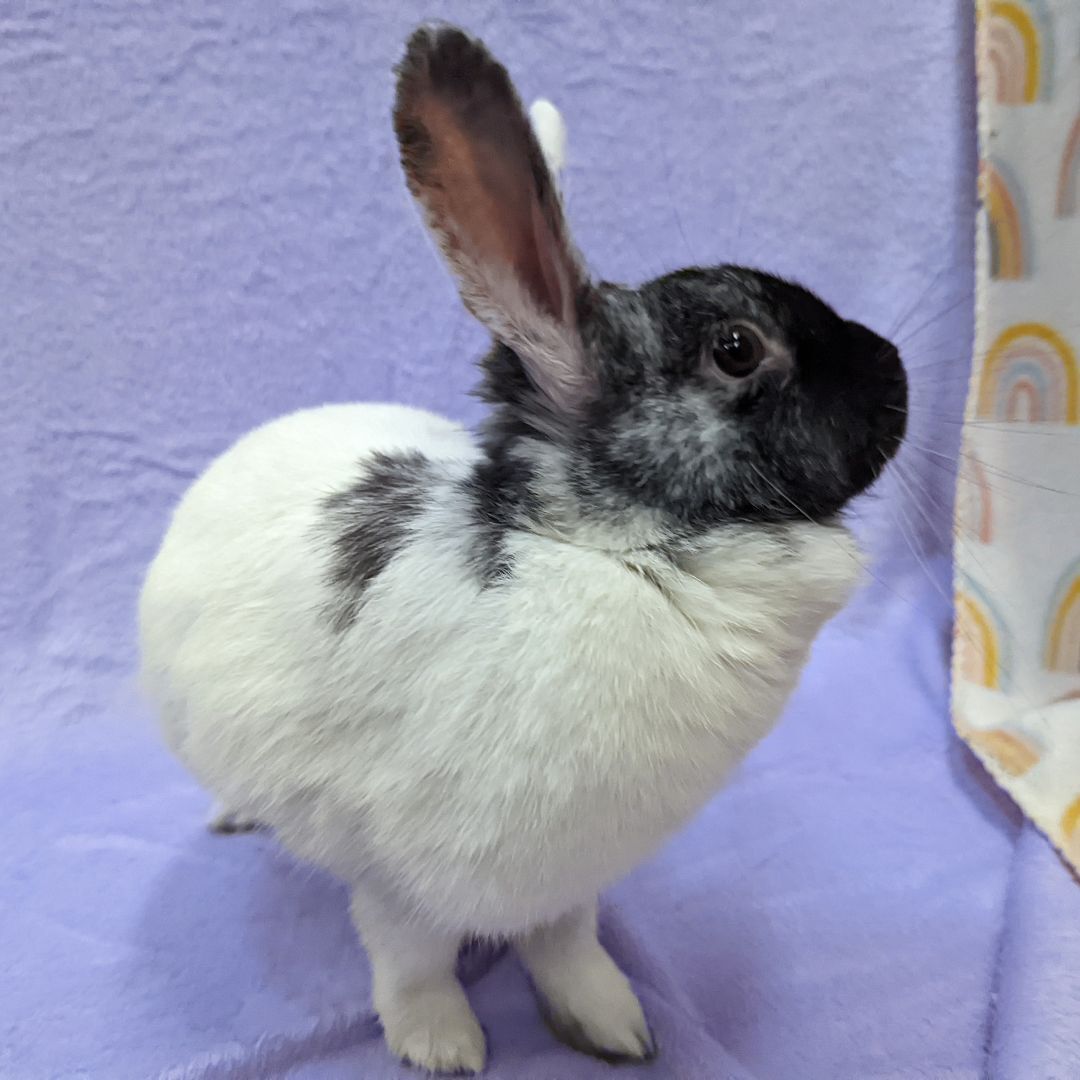 Enlarge Meela, a Adoptable mixed breed in Erie, PA image 3/12