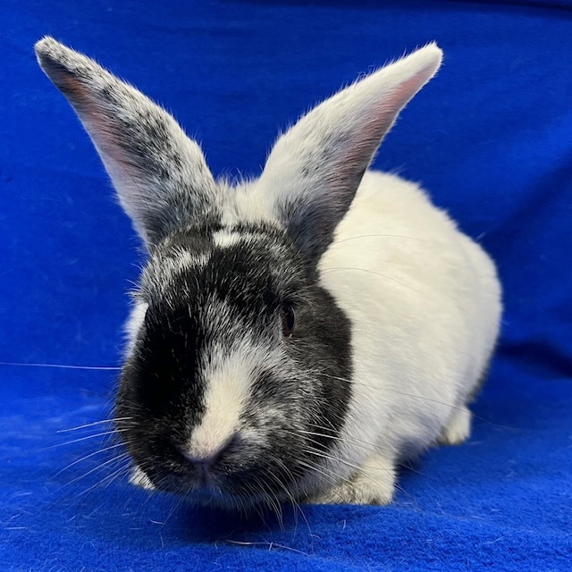 Enlarge Meela, a Adoptable mixed breed in Erie, PA image 4/12