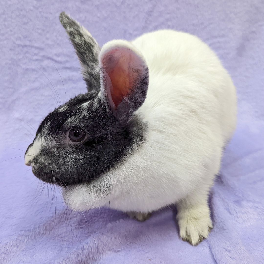 Enlarge Meela, a Adoptable mixed breed in Erie, PA image 5/12