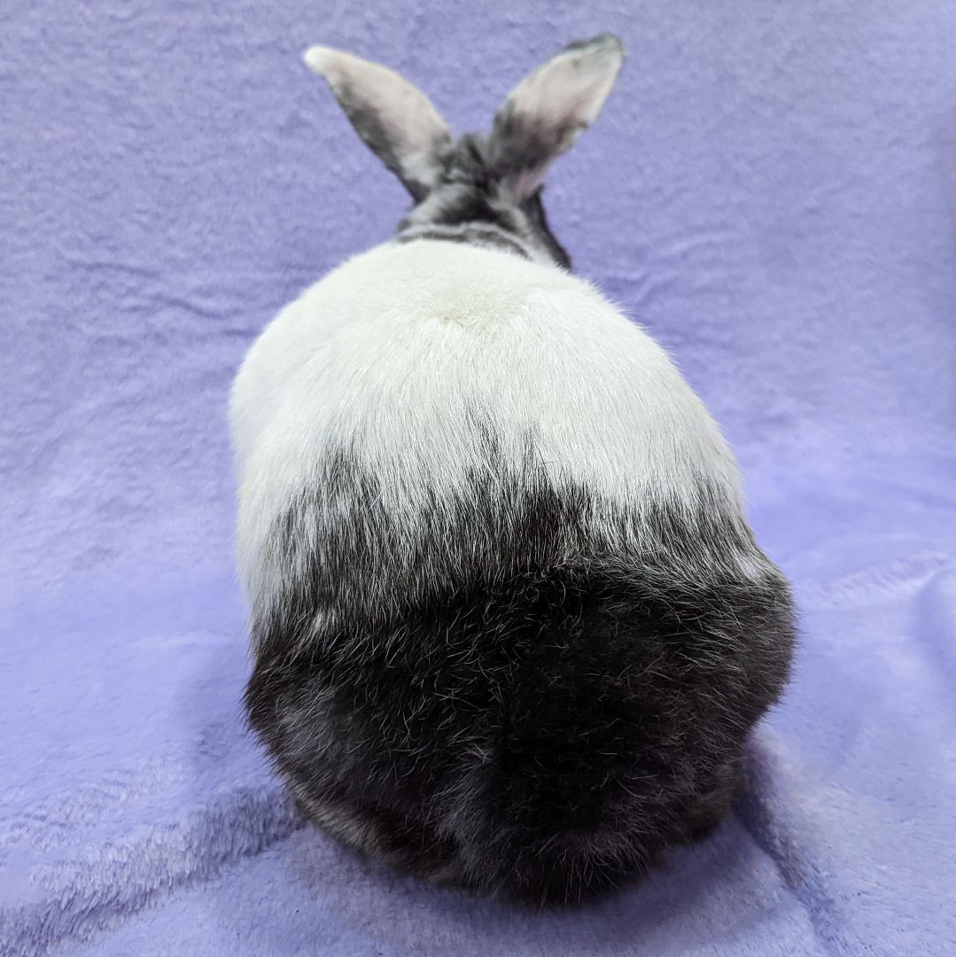 Enlarge Meela, a Adoptable mixed breed in Erie, PA image 6/12