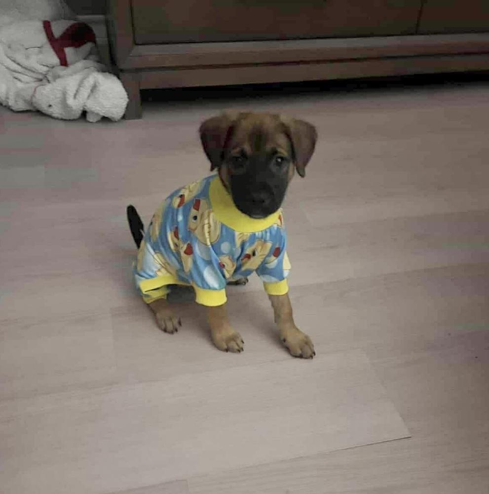 Enlarge Paulina, a Adoptable mixed breed in Commerce City, CO image 3/4