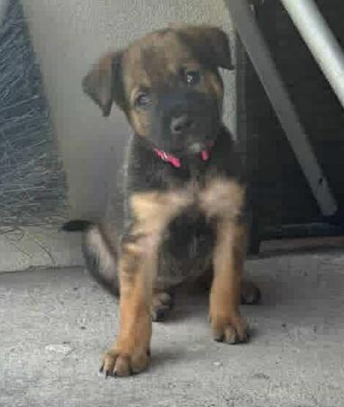 Paulina, Adoptable, Young Female Australian Cattle Dog / Blue Heeler & Chihuahua.