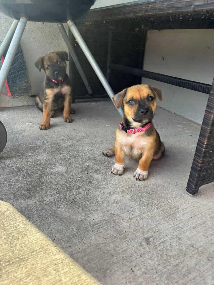 Enlarge Paulina, a Adoptable mixed breed in Commerce City, CO image 4/4