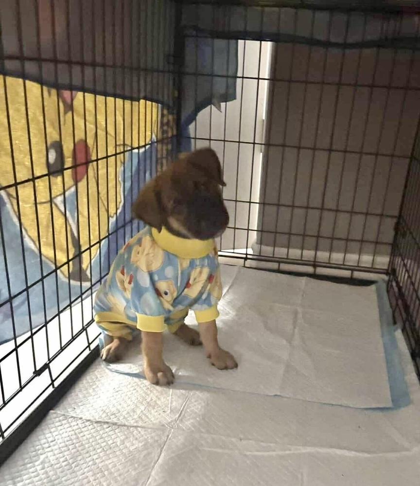 Enlarge Paulina, a Adoptable mixed breed in Commerce City, CO image 2/4