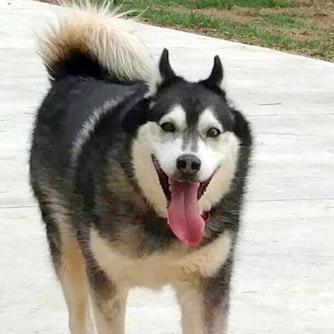 Claire, Adopted, Adult Female Siberian Husky.