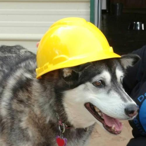 Claire, a Adopted mixed breed in Snow Camp, NC image 2/4