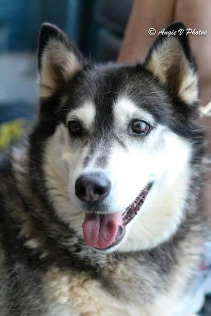 Claire, a Adopted mixed breed in Snow Camp, NC image 3/4