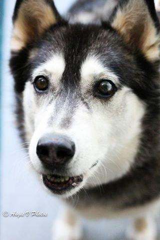 Claire, a Adopted mixed breed in Snow Camp, NC image 4/4