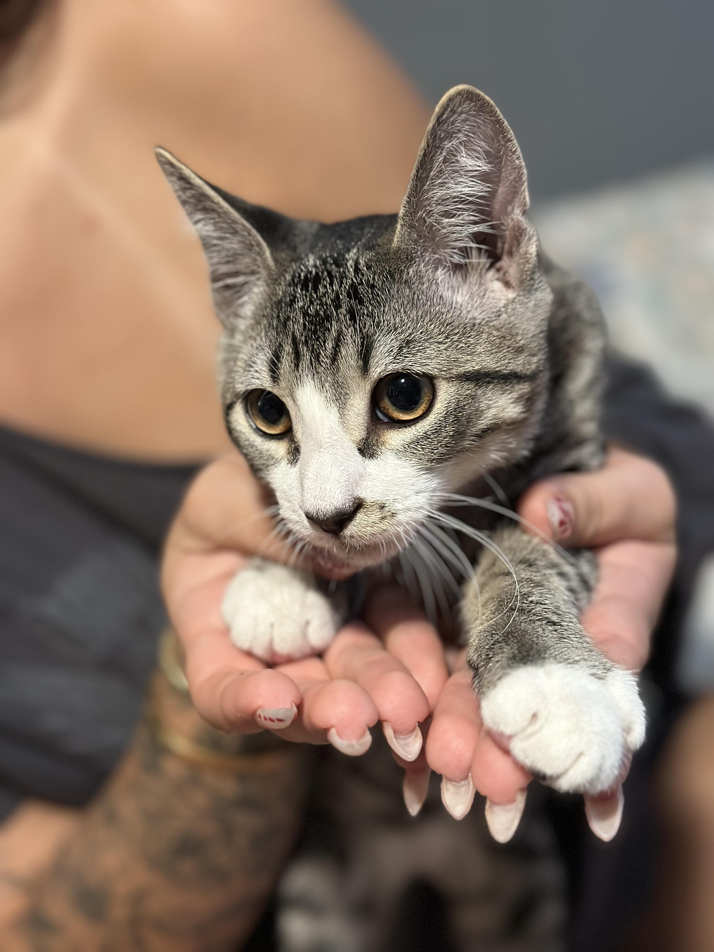 Nuggets, Adopted, Kitten Male Domestic Short Hair.