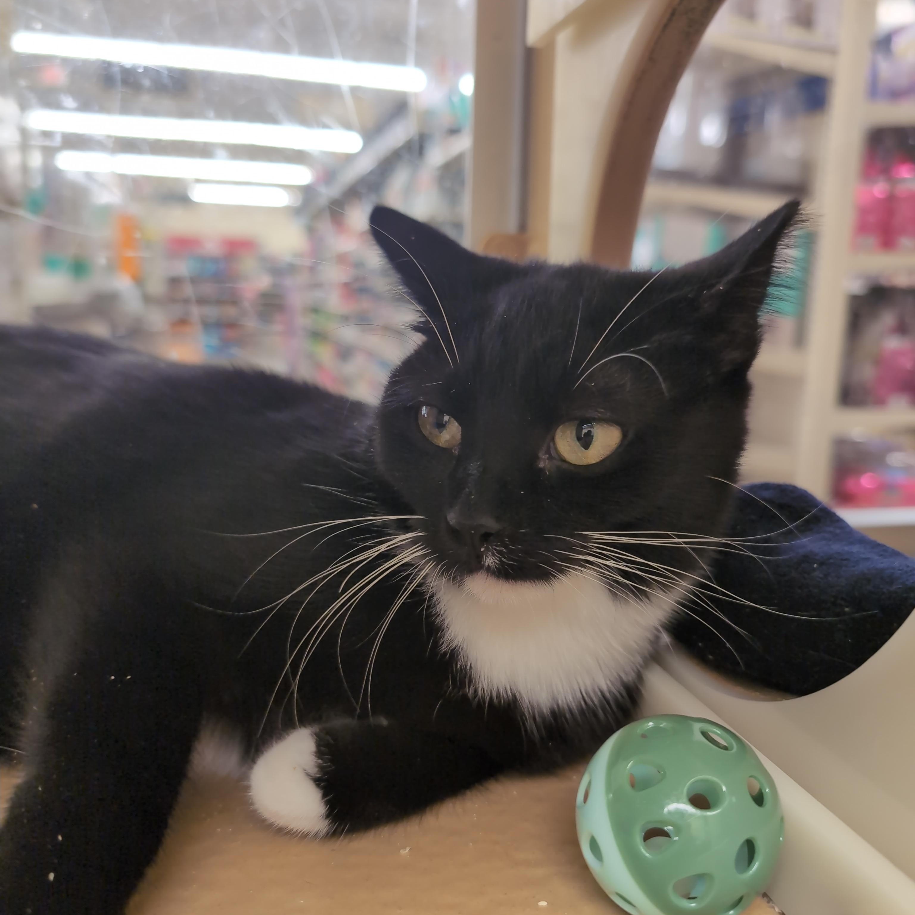 Enlarge Kissy, a Adopted Domestic Short Hair in Cambridge, MA image 1/4