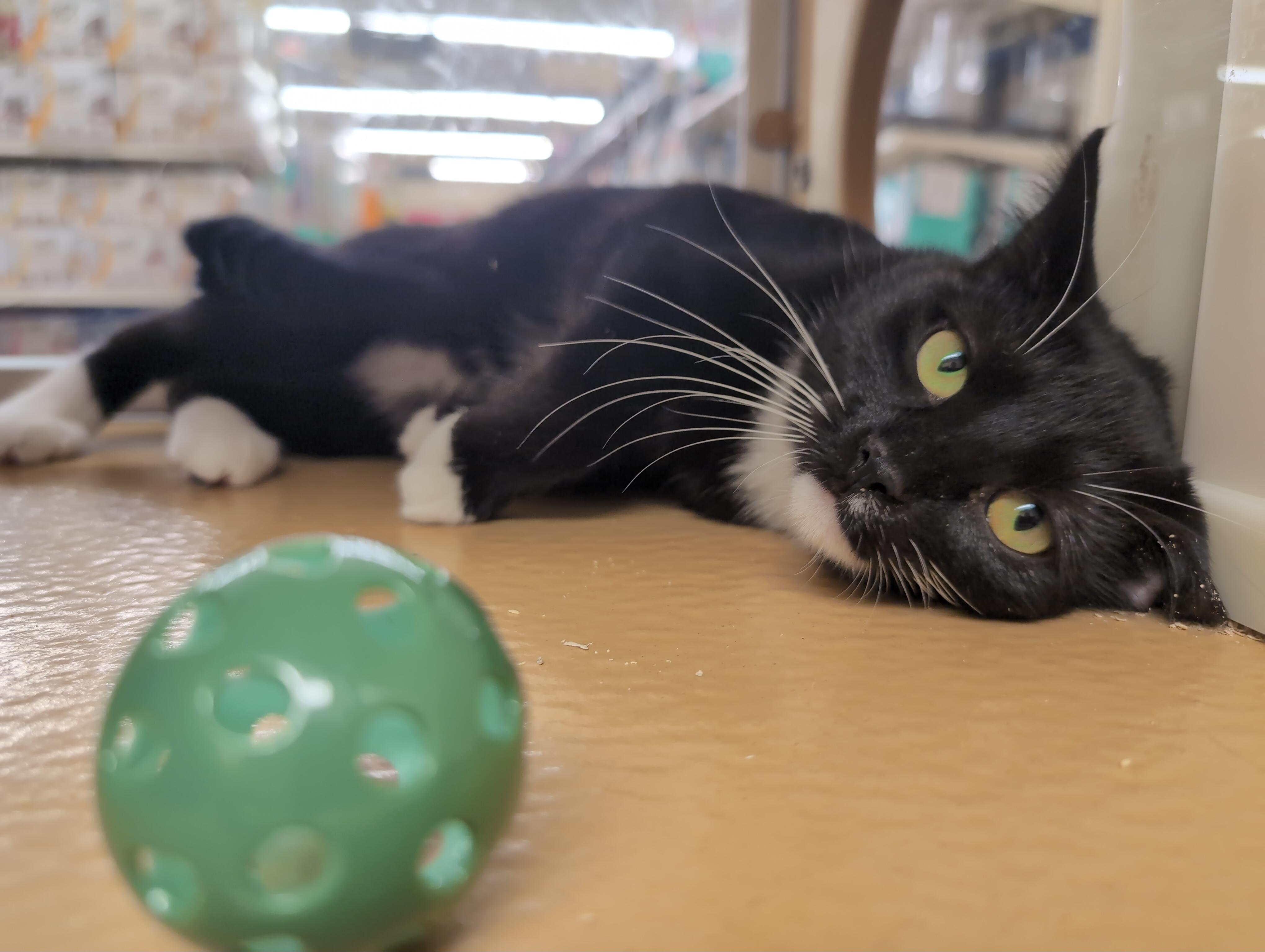 Enlarge Kissy, a Adopted Domestic Short Hair in Cambridge, MA image 2/4