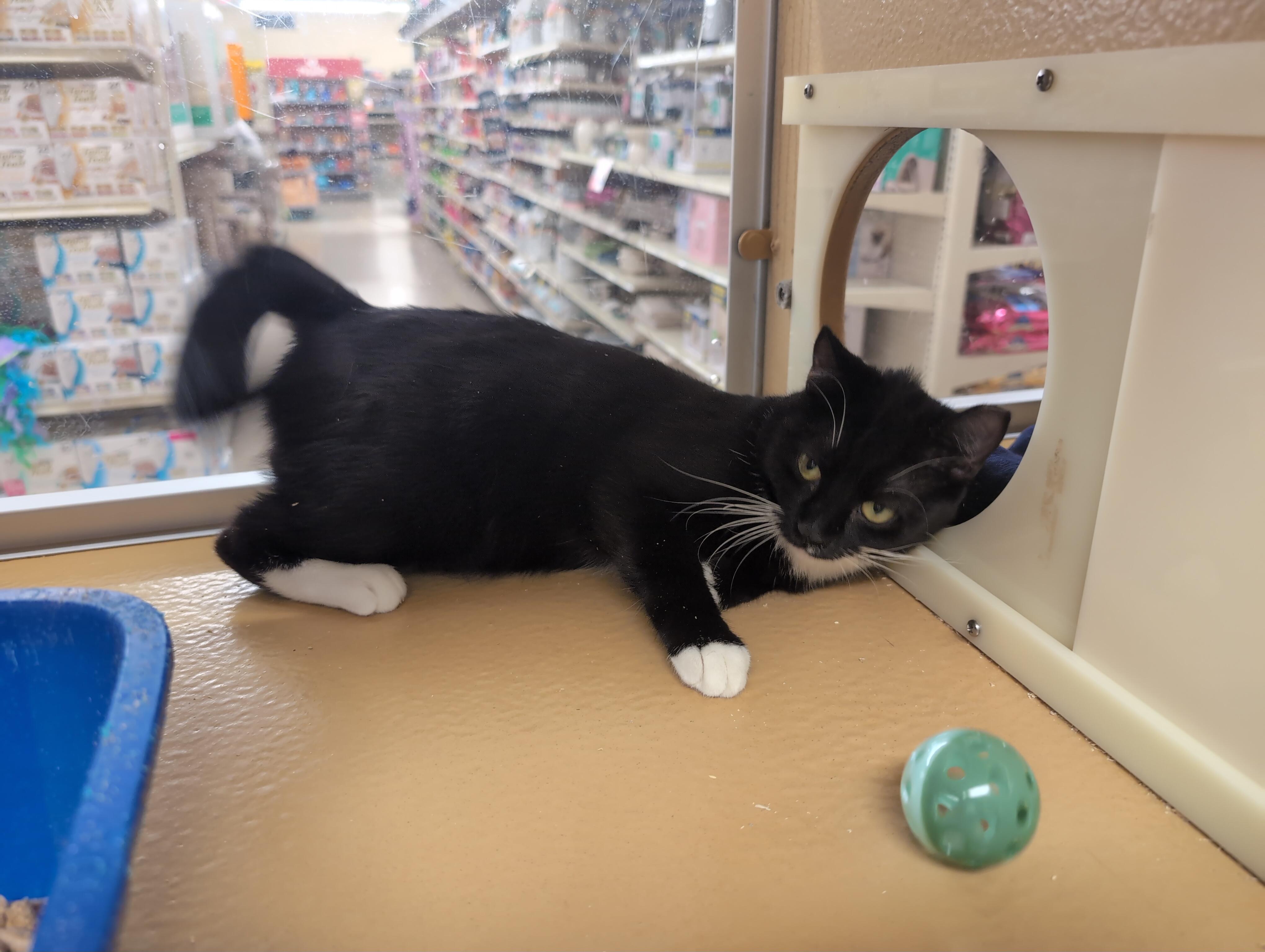 Enlarge Kissy, a Adopted Domestic Short Hair in Cambridge, MA image 3/4