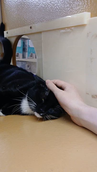Enlarge Kissy, a Adopted Domestic Short Hair in Cambridge, MA video 4/4