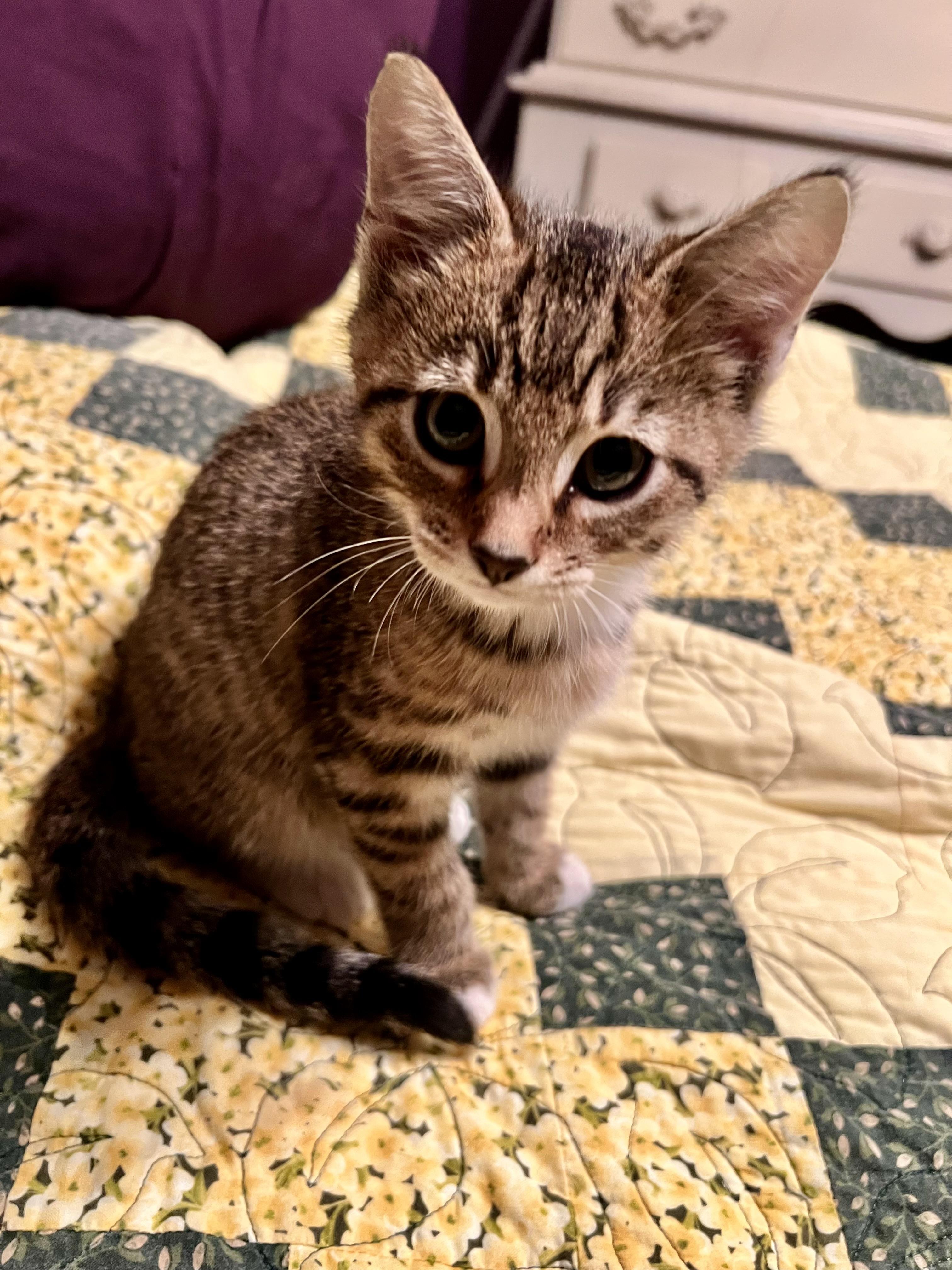 Pan, Adoptable, Kitten Male Tabby & Domestic Short Hair.