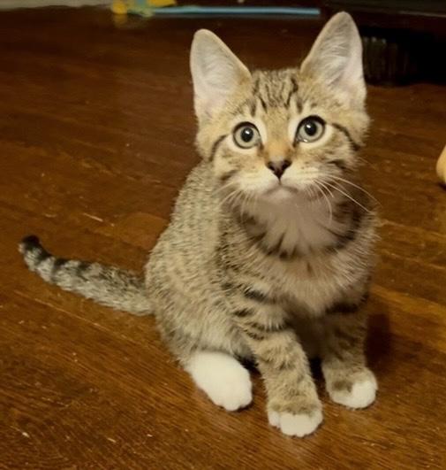 Enlarge Pan, a Adoptable mixed breed in Plain City, OH image 2/6
