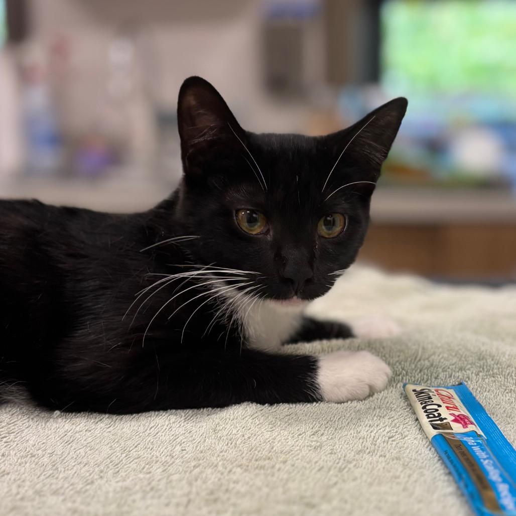 Blossom, a Adoptable Domestic Short Hair in Nashville, IN image 1/2