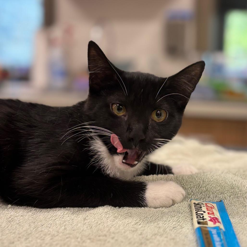 Blossom, a Adoptable Domestic Short Hair in Nashville, IN image 2/2