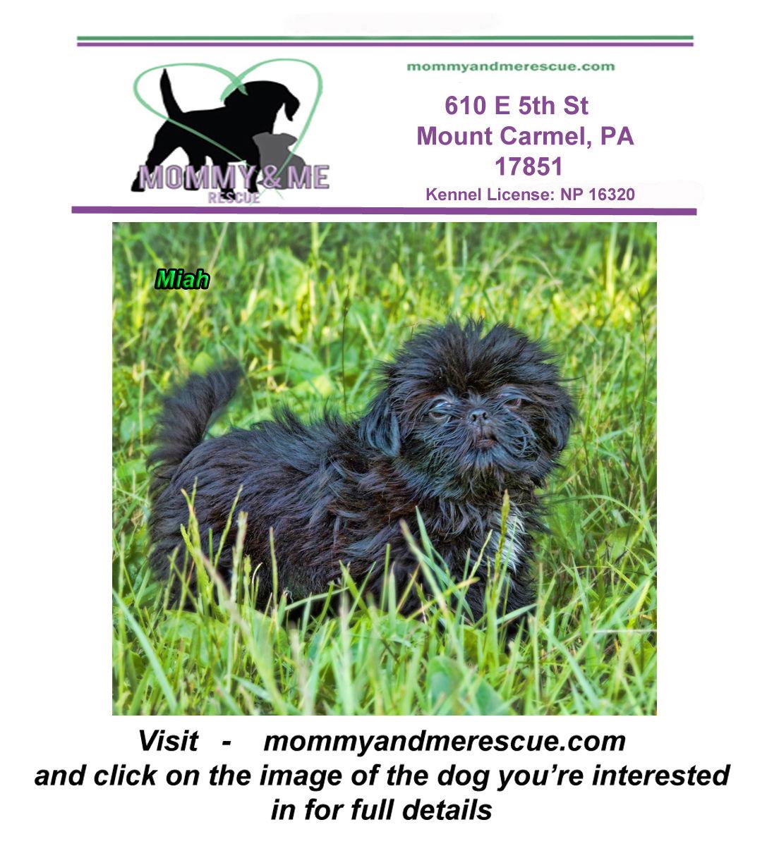 Enlarge Miah, a Adopted Shih Tzu in Mt Carmel, PA image 1/1