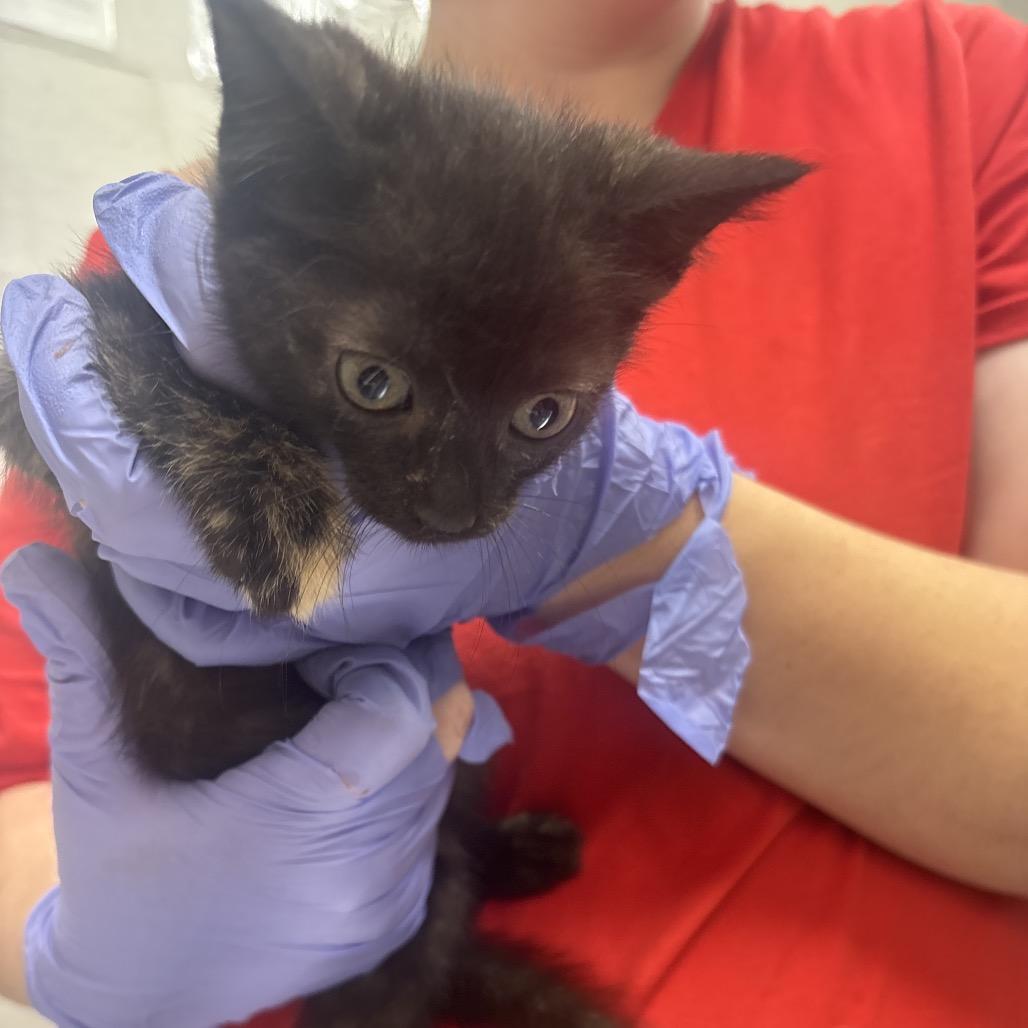 Cardi B, Adoptable, Kitten Female Domestic Short Hair.