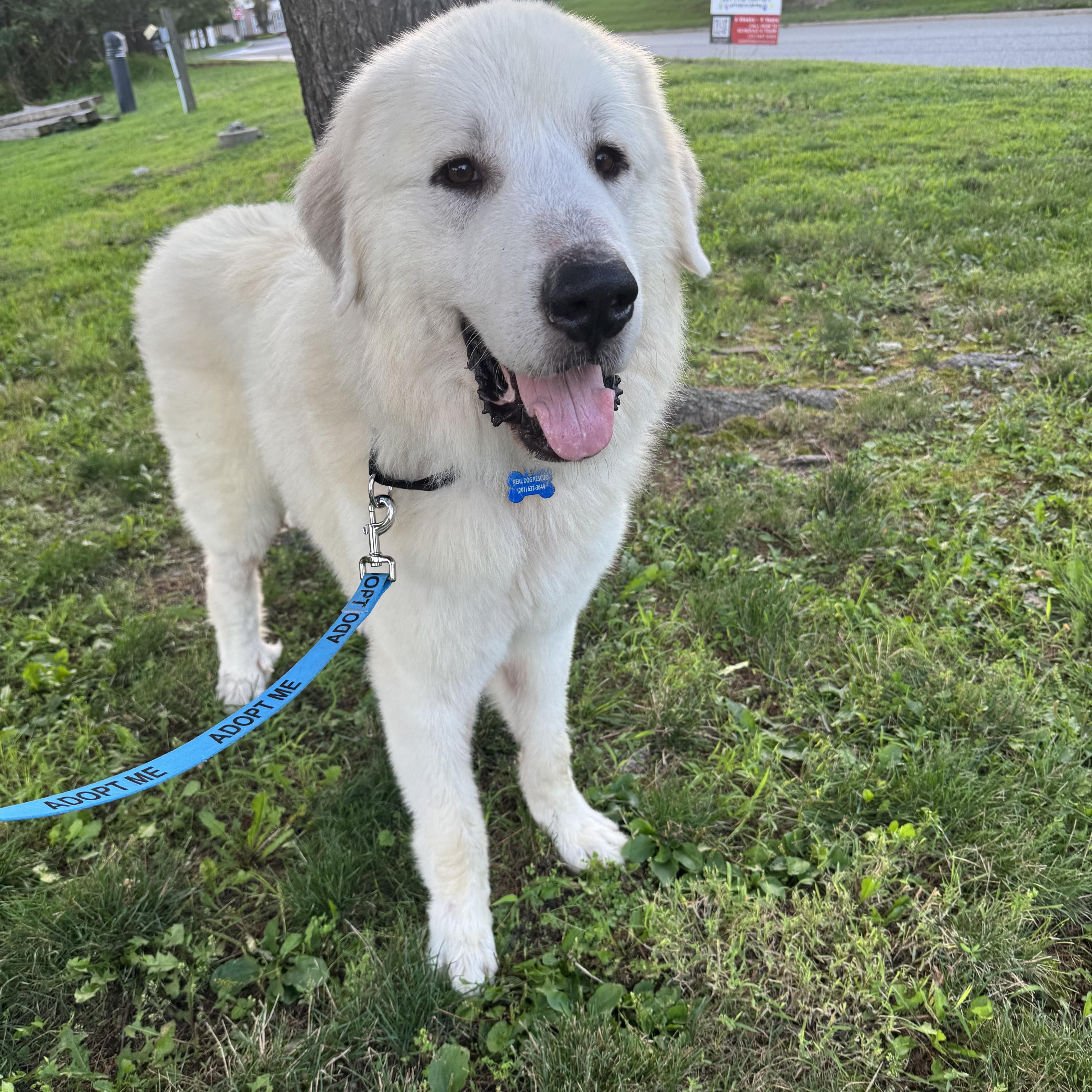 Enlarge Moby, a Adoptable Great Pyrenees in Mahwah, NJ image 1/6