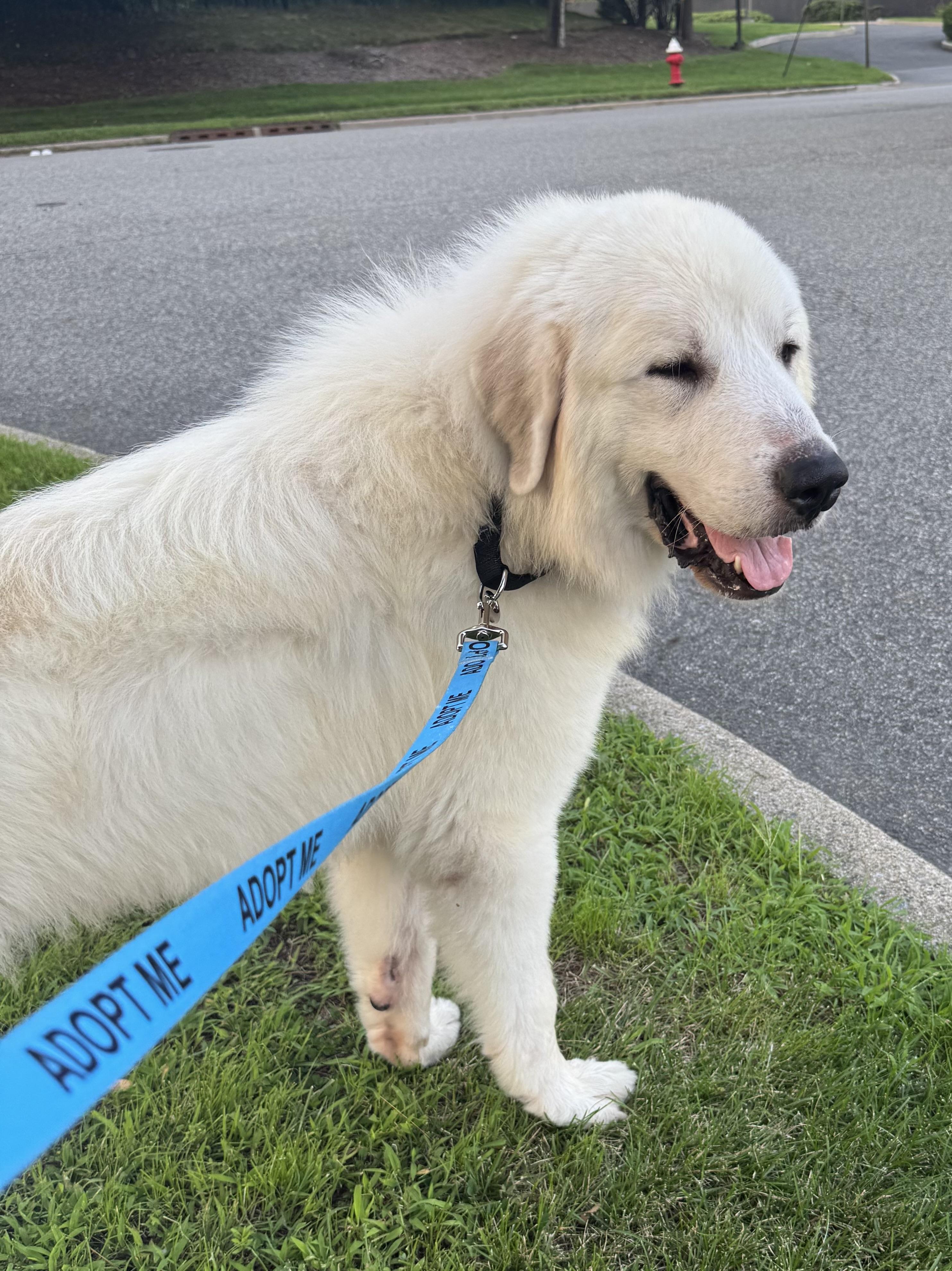 Enlarge Moby, a Adoptable Great Pyrenees in Mahwah, NJ image 2/6