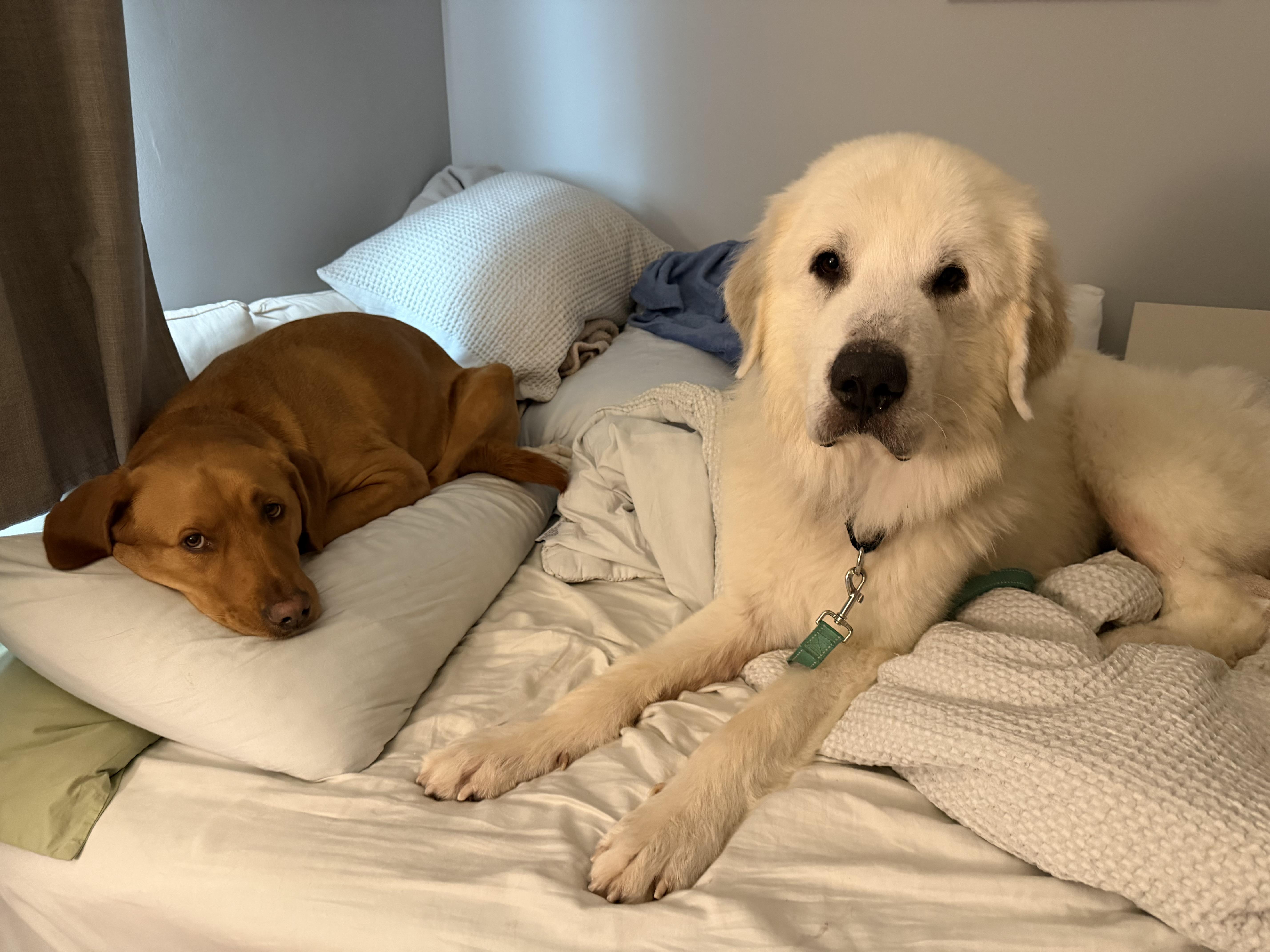Enlarge Moby, a Adoptable Great Pyrenees in Mahwah, NJ image 6/6