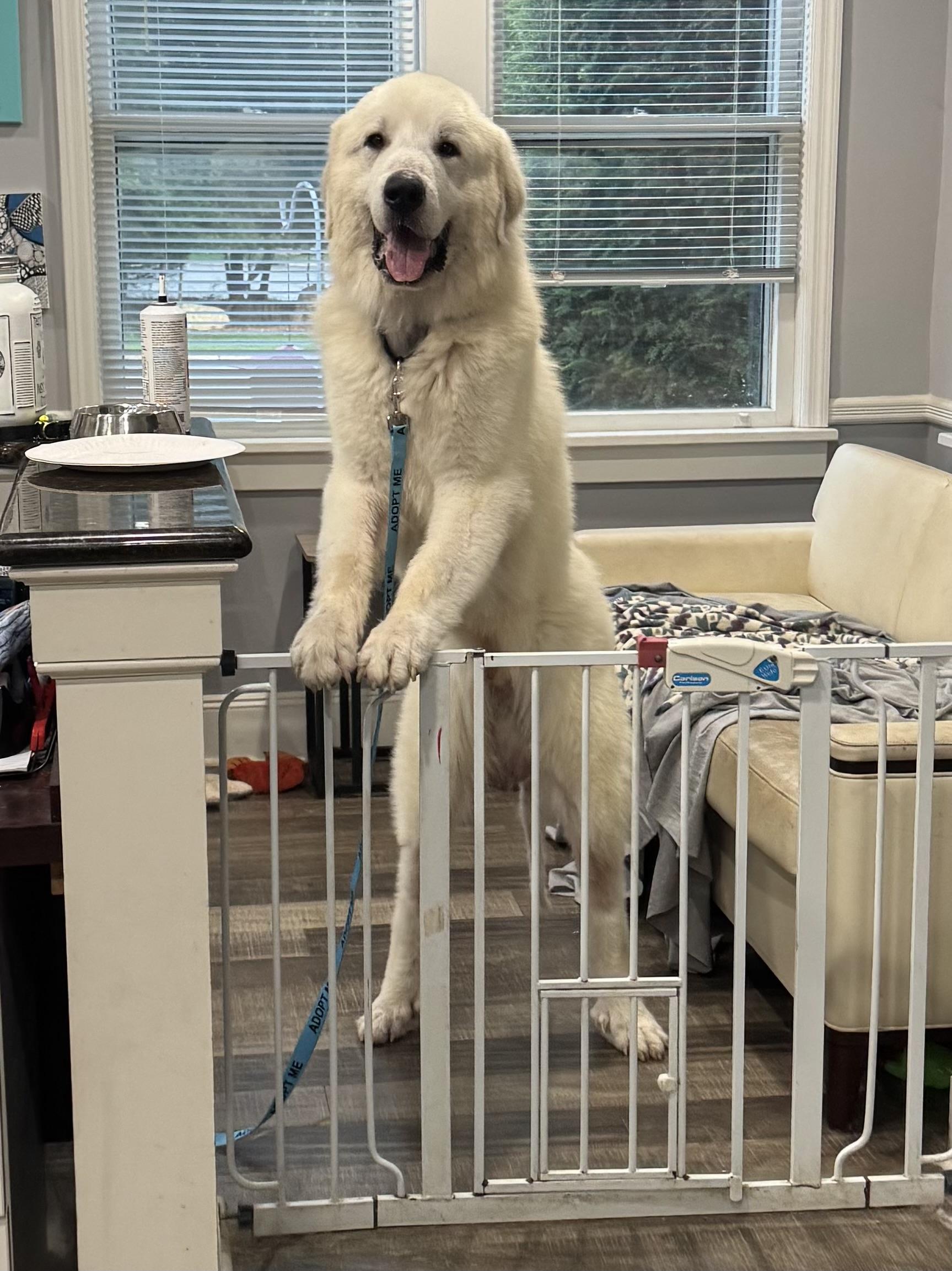 Enlarge Moby, a Adoptable Great Pyrenees in Mahwah, NJ image 3/6