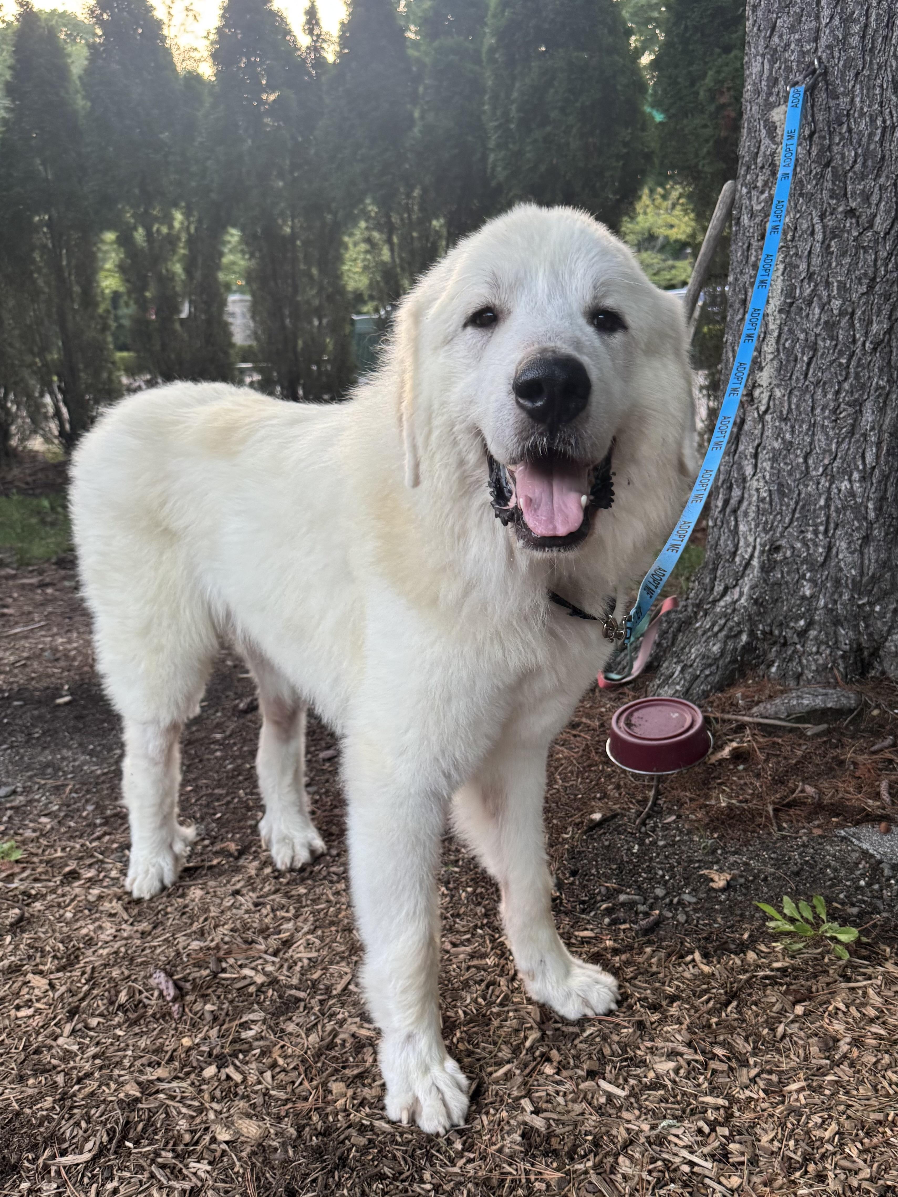 Enlarge Moby, a Adoptable Great Pyrenees in Mahwah, NJ image 4/6