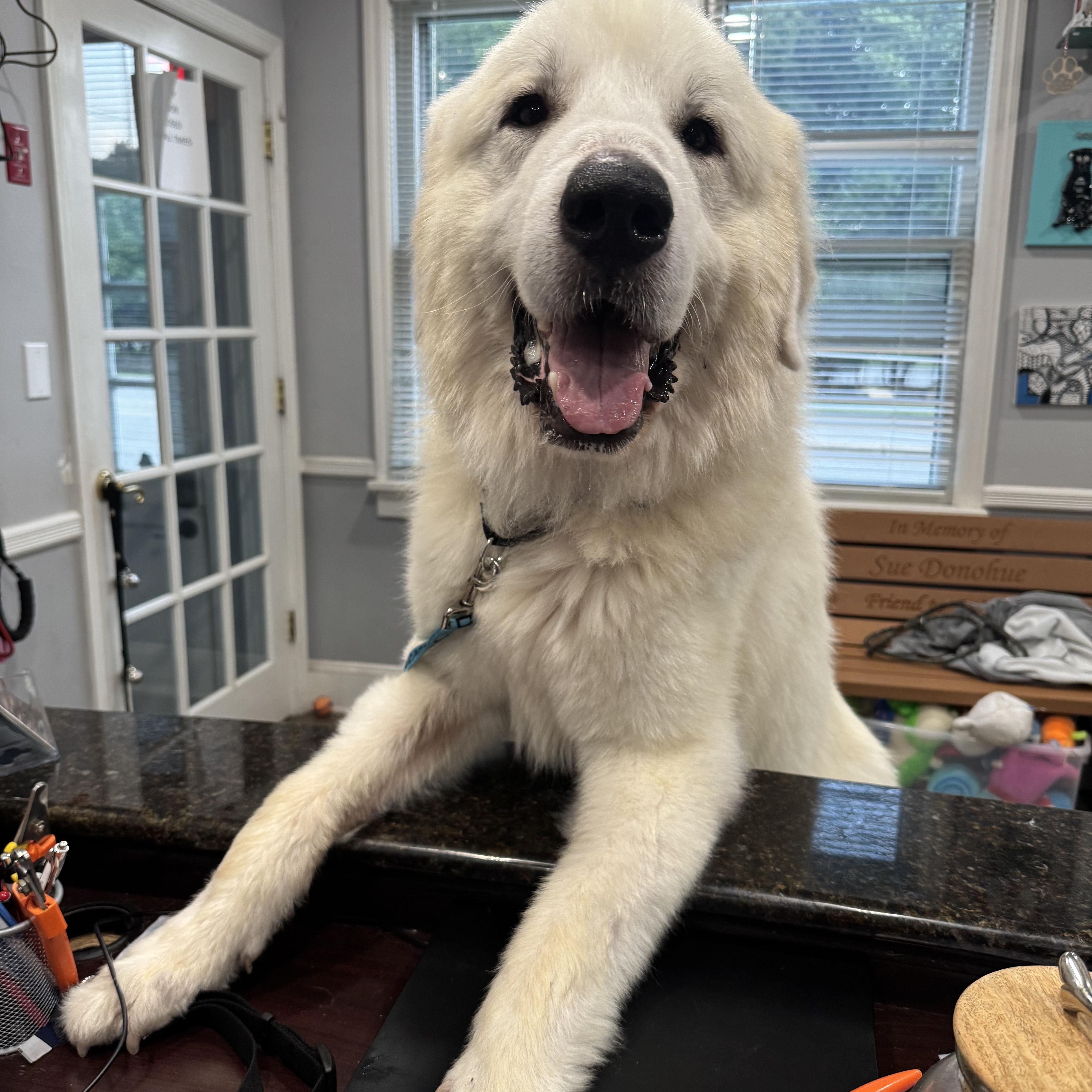 Enlarge Moby, a Adoptable Great Pyrenees in Mahwah, NJ image 5/6