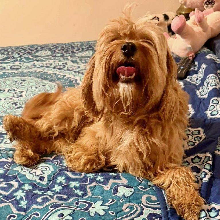 Cowboy, Adopted, Adult Male Poodle.