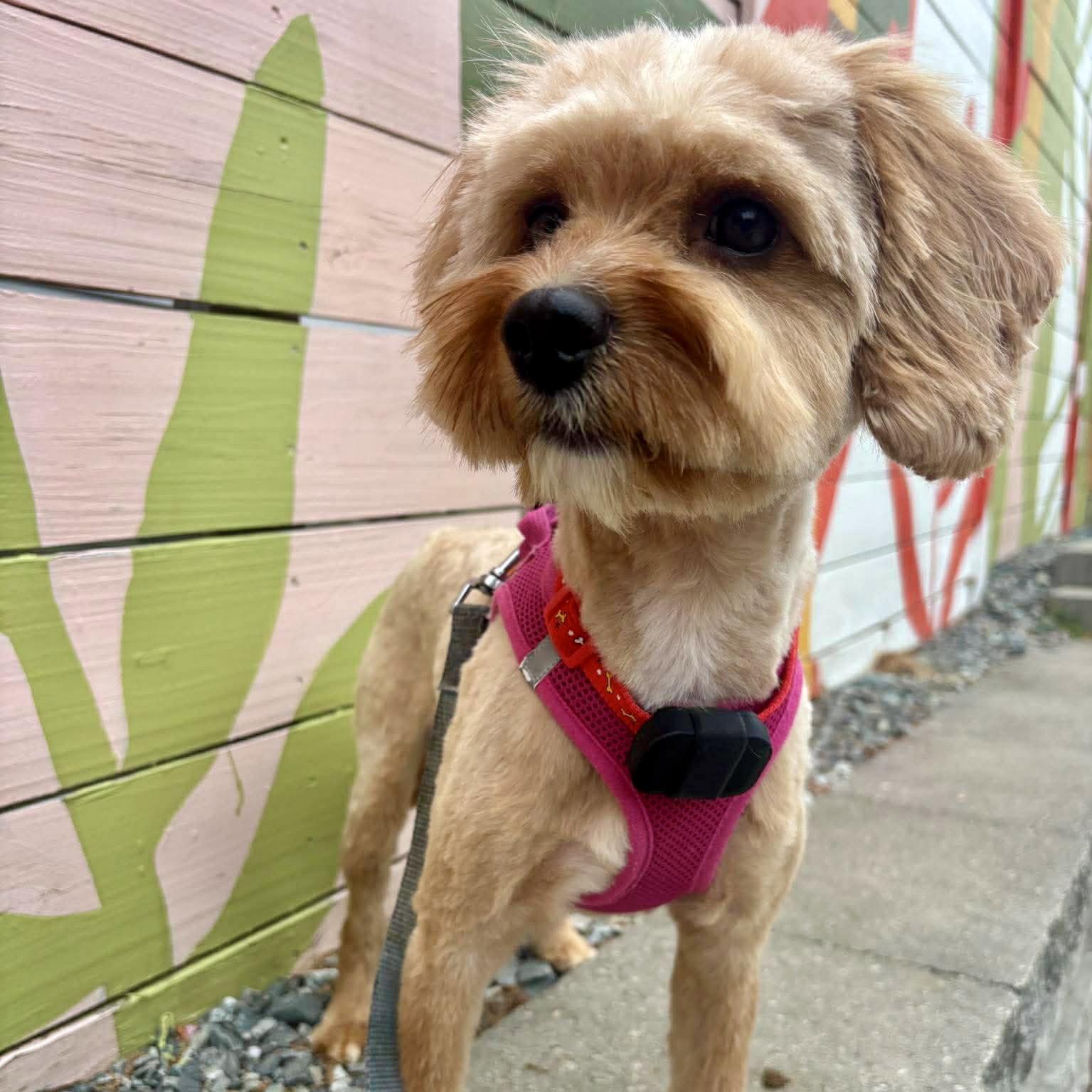 Enlarge Cowboy, a Adopted Poodle in Hillsborough , NC image 2/3