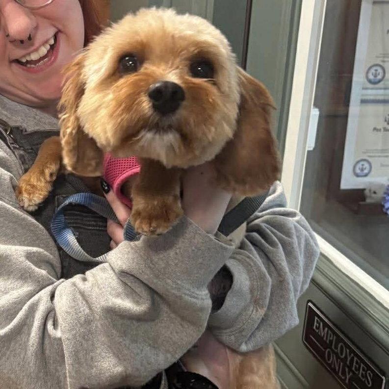 Enlarge Cowboy, a Adopted Poodle in Hillsborough , NC image 3/3