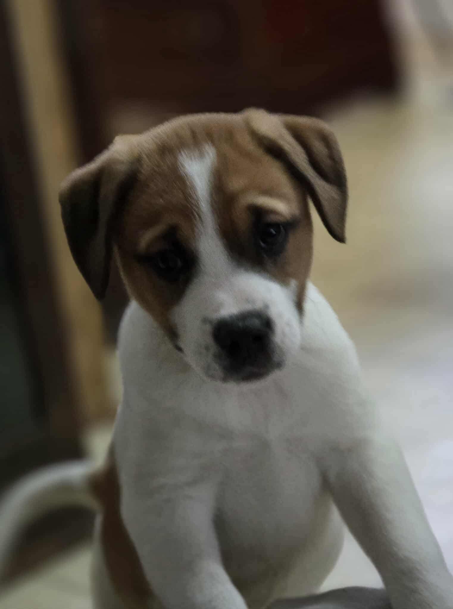 Saturday, an adoptable Boxer in Winnipeg, MB, R2C 1P2 | Photo Image 4