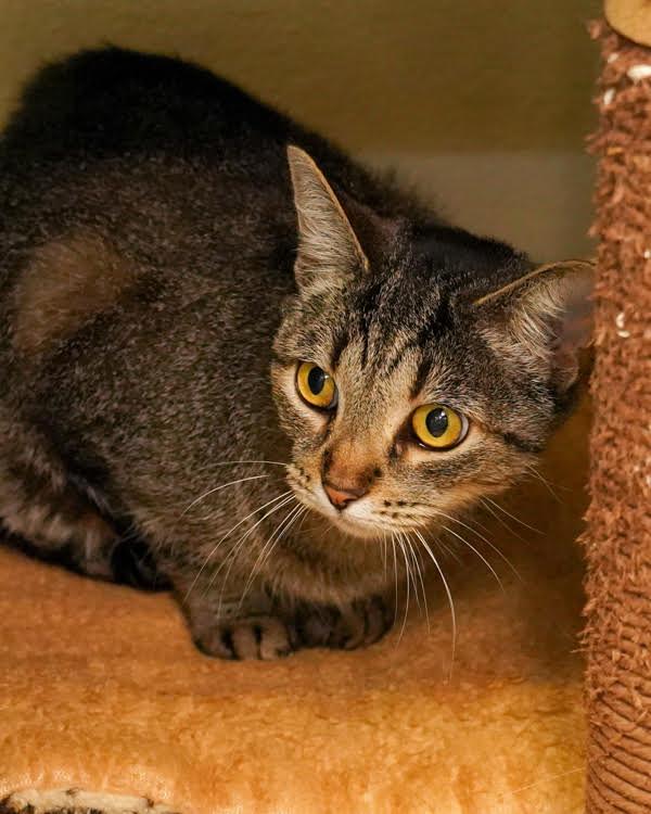 Sunshine 277184, Adoptable, Adult Female Domestic Short Hair.