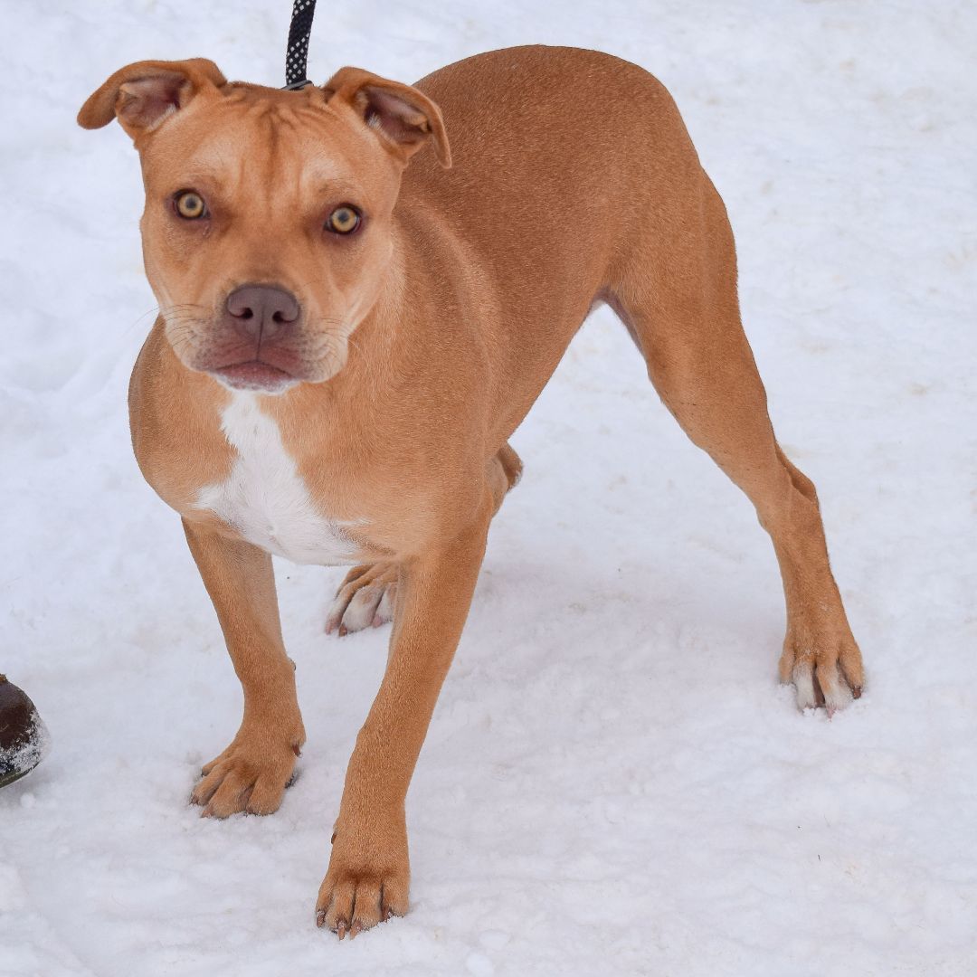 Mark, a Adoptable mixed breed in Huntley, IL image 2/6