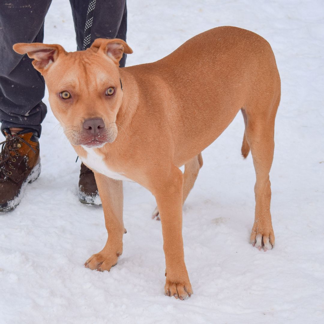 Mark, a Adoptable mixed breed in Huntley, IL image 3/6